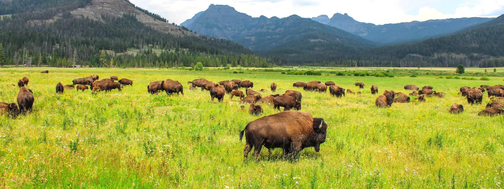 Yellowstone National Park landscape near The Amoretti Hotel